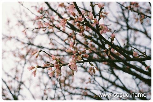 梦见蛇从树上掉下来是什么意思