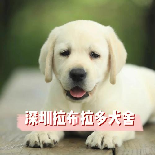 适合拉布拉多的名字