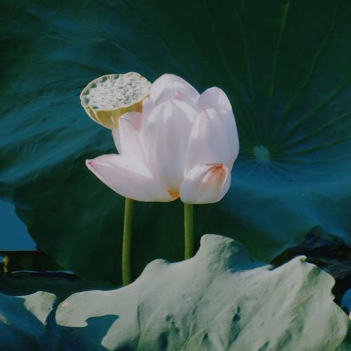梦见荷花怎么回事