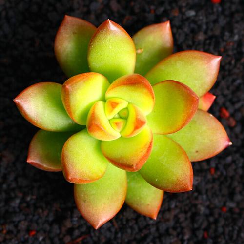 黄丽的花语是什么
