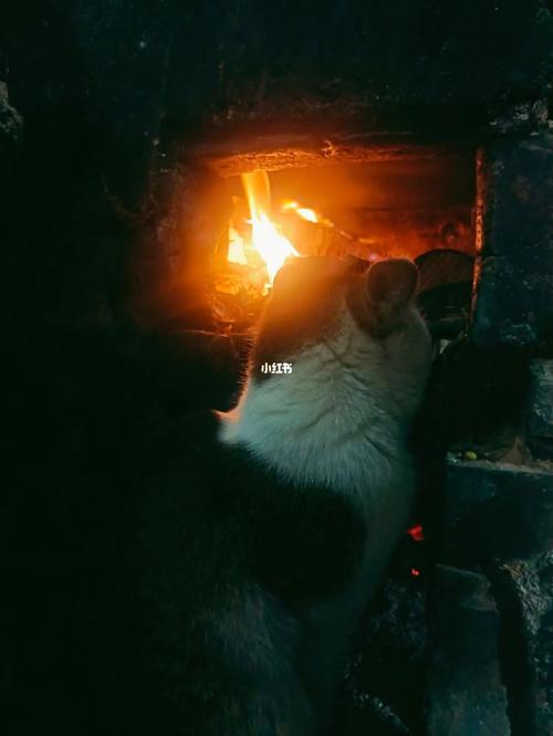 梦到着火的猫预示着什么意思