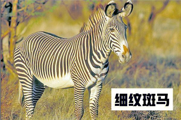 梦见斑马生小斑马是什么意思