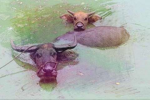 梦见牛在水里游