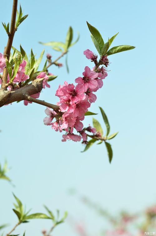 下个月桃花怒放