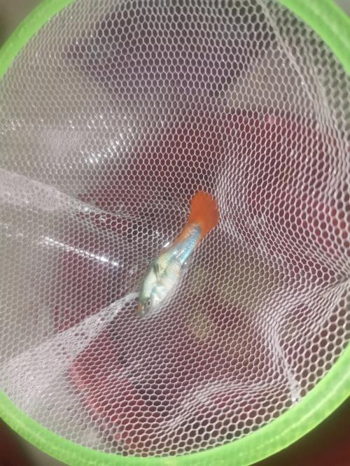 梦见腐烂的鱼是什么意思