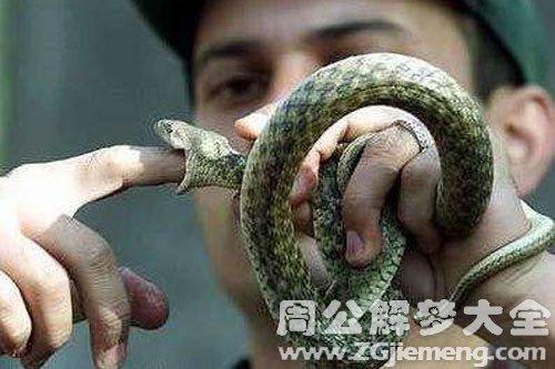 梦见杀死一条大蛇