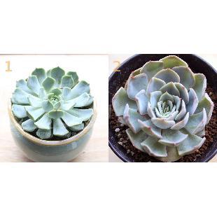 多肉植物十二星座
