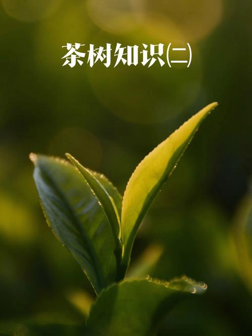 梦见茶树叶