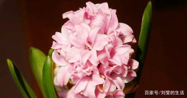 7月能给水瓶座带来财运的花