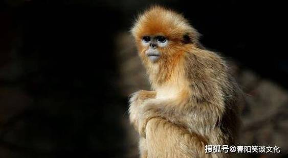 生肖猴一生最大的贵人是爱人