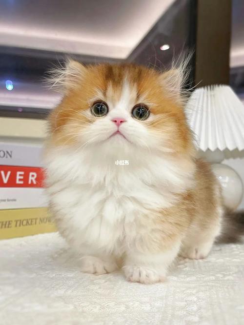 聪明的宠物猫名字可爱洋气敏捷元气