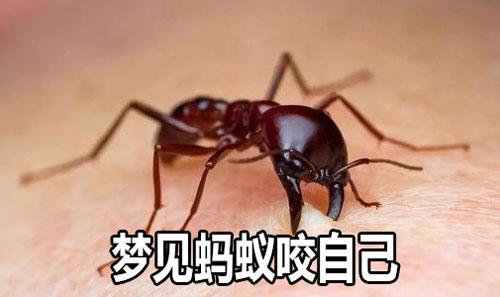 梦见被奇怪的蚂蚁咬