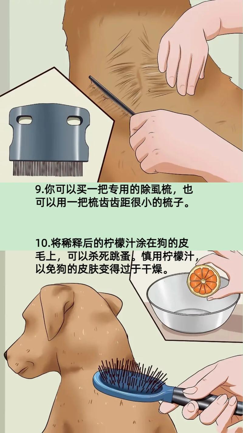梦见帮狗狗抓跳蚤是什么意思
