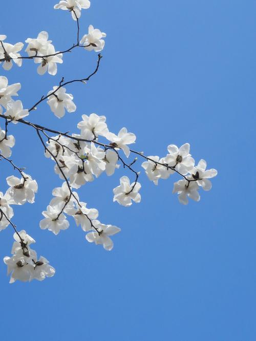 梦见玉兰花树