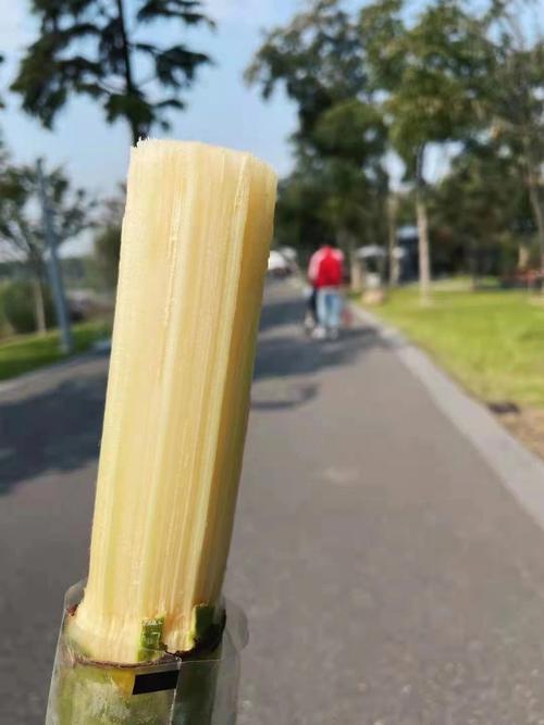 男人梦见甘蔗有什么寓意?