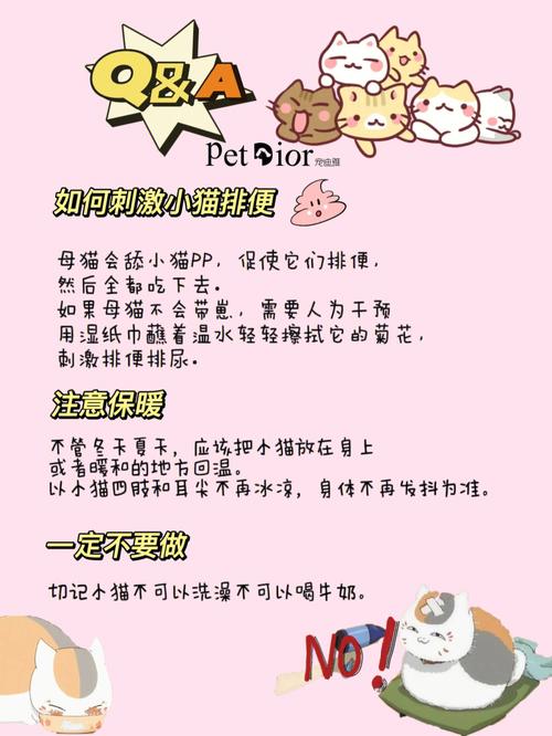 梦见给猫接生