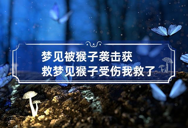 梦见救猴子