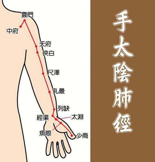肺经在身体那个部位