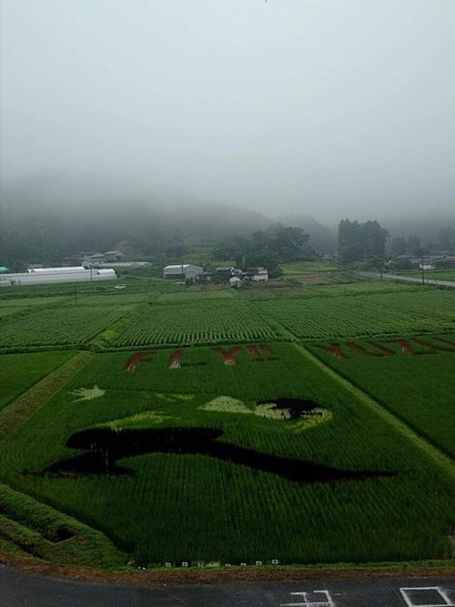 梦见大雨淹没稻田
