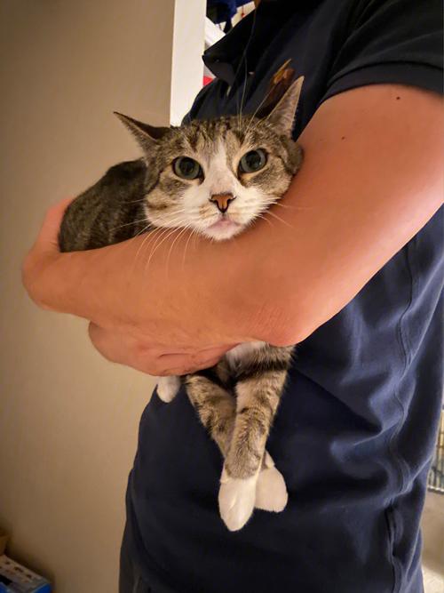 梦见猫抱着自己的脖子