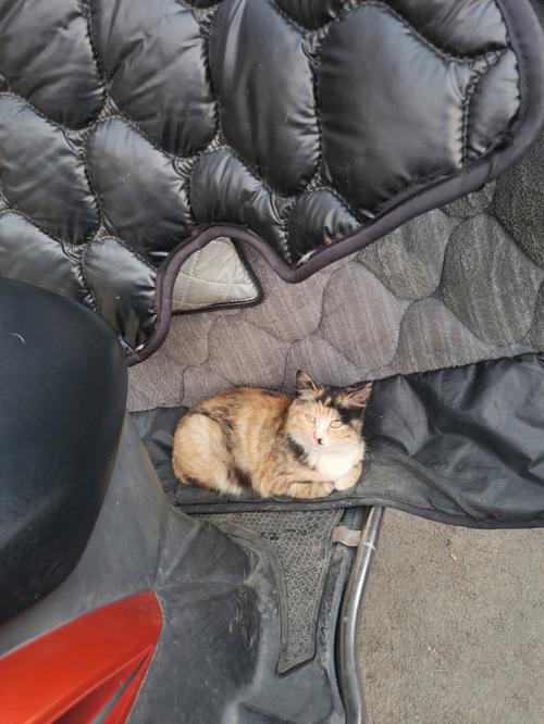 猫不请自来意味着什么