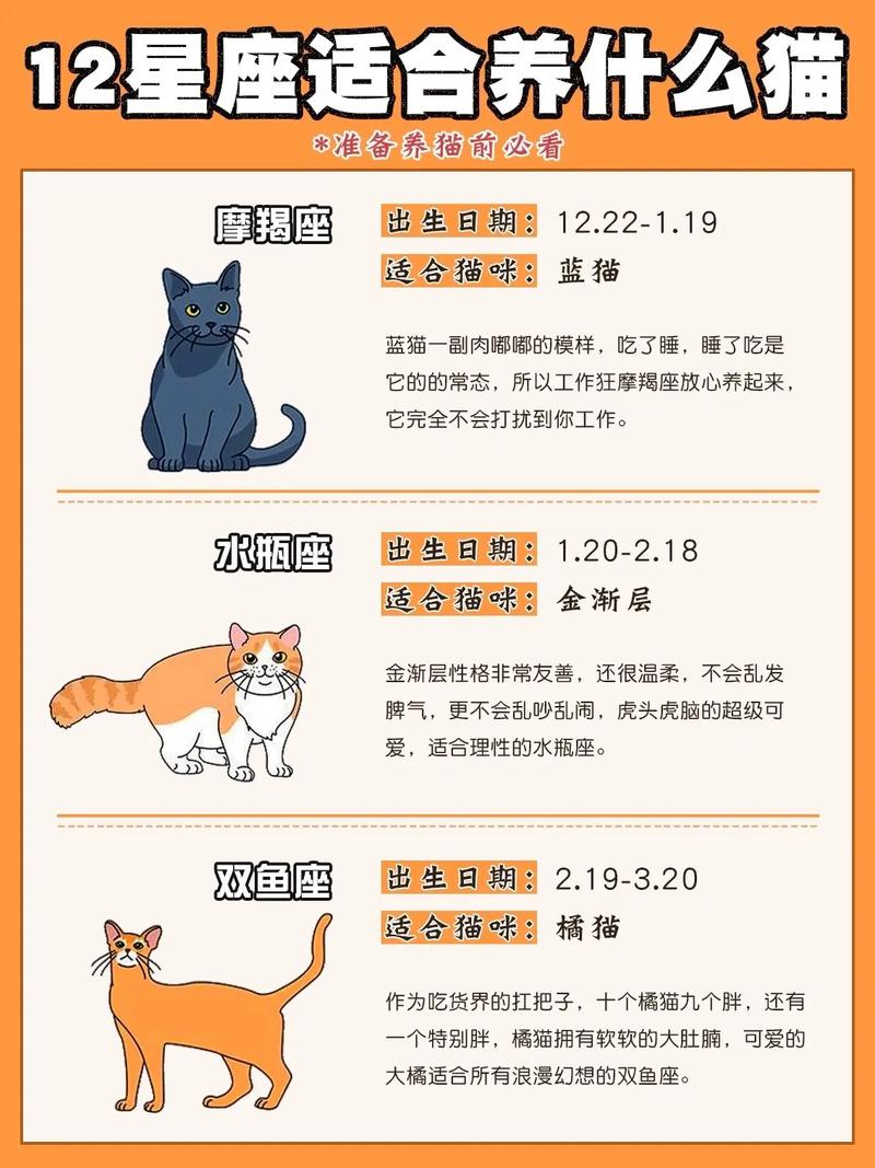 白羊座最喜欢什么猫