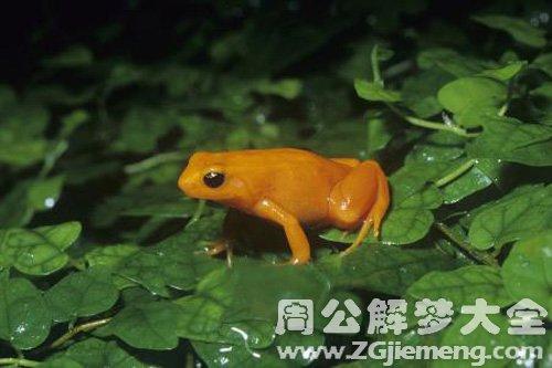 梦见金蛙跟着我走是什么意思
