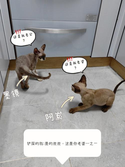 有家庭地位的宠物小猫名字当成人来看待