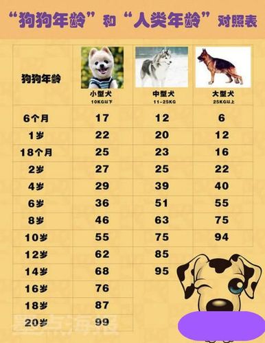 属狗妈妈生虎宝宝好不好