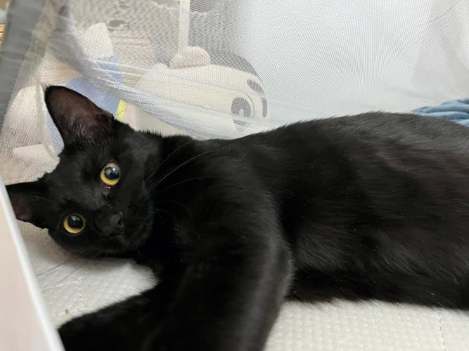 梦见杀死黑猫是什么意思