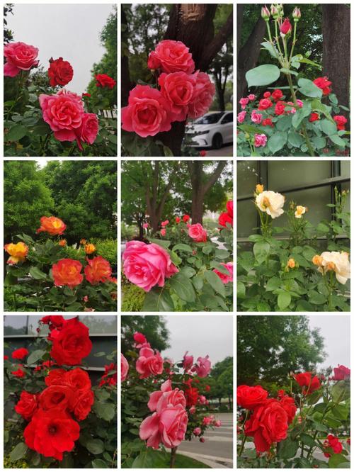 月季花花语,月季花的传说故事