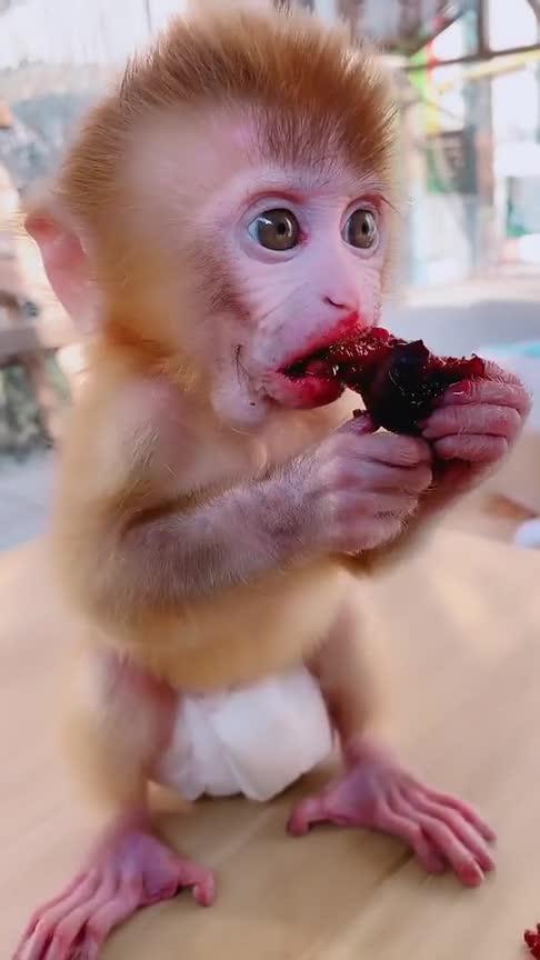 梦见别人吃猴子肉