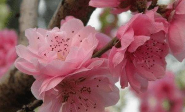 属虎的正桃花是什么