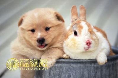 属兔和属狗的合不合财