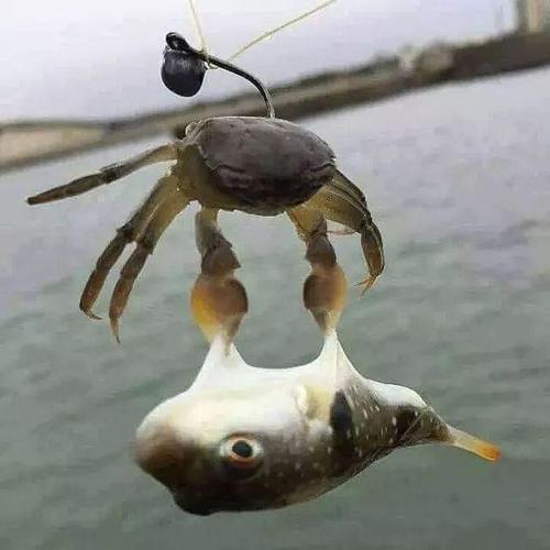 梦见螃蟹把鱼吃了