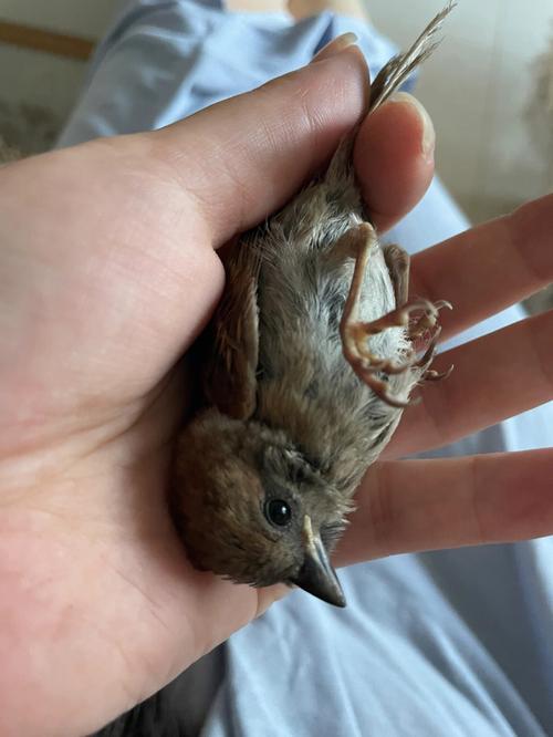 梦见打死麻雀是什么意思