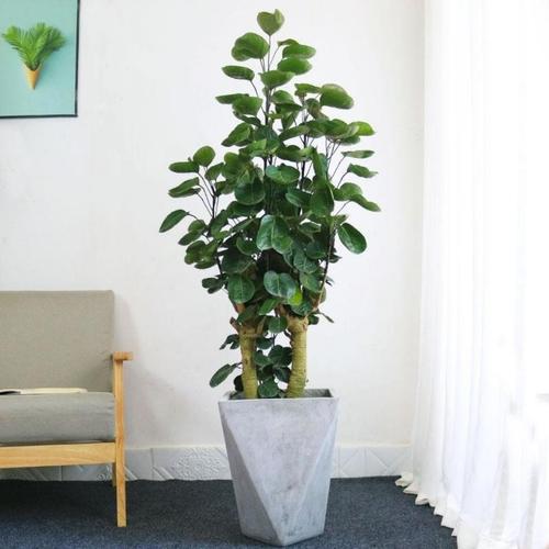 办公室植物风水
