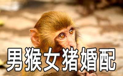 女猴男猪可以结婚吗?属猴天秤座最适合什么职业?