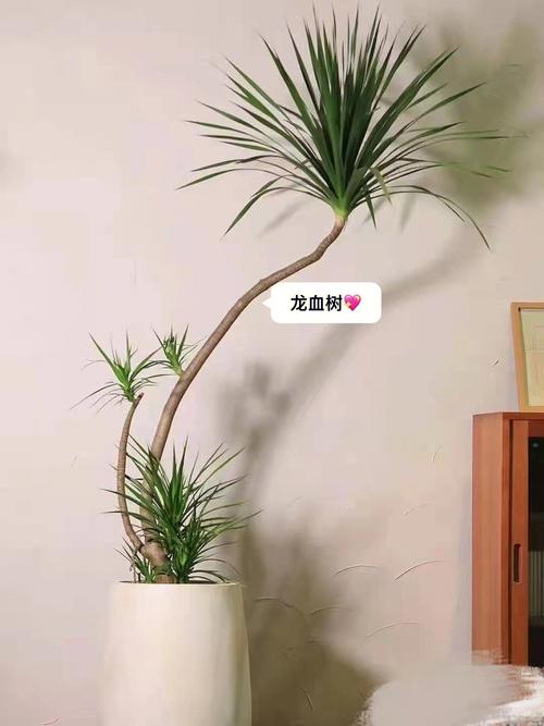 双手川字掌的人玄关摆什么植物好