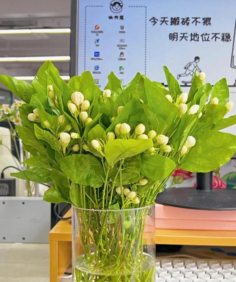 茉莉花花语:忠贞的守护者