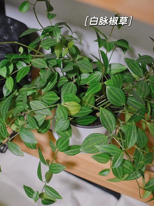 朝南阳台养什么植物好