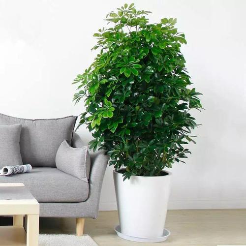 家里财位放啥植物,适合放在客厅财位的植物都有哪些