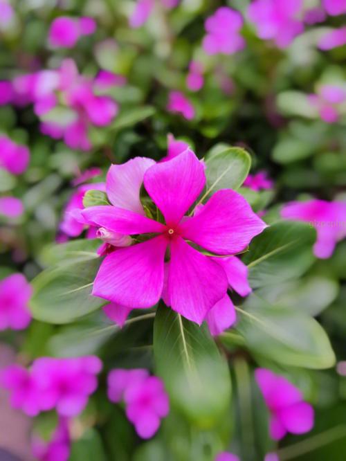 长春花花语:快乐,回忆,青春常在,坚贞