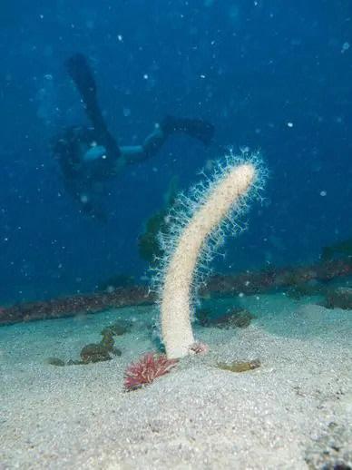 梦见仙人掌在海中生