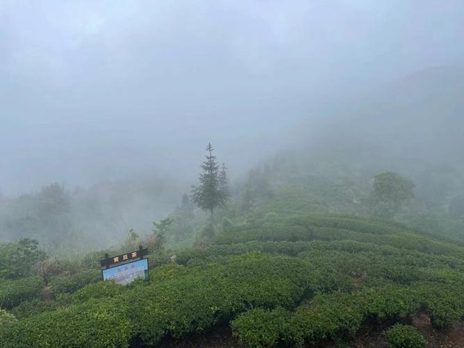 梦见茶树