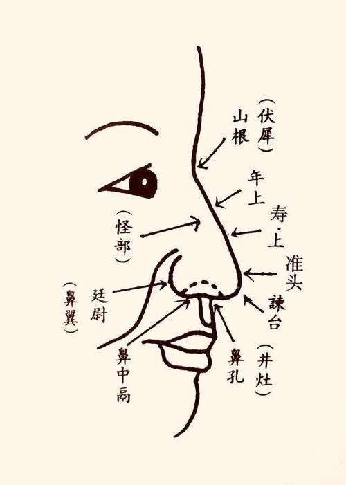 鼻子看相图解 鼻子相学图解