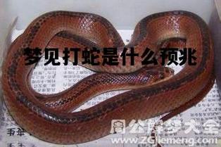 梦见蛇要攻击我没成功是什么预兆