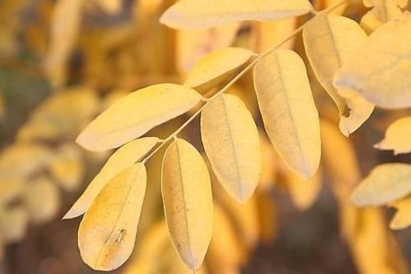 梦见槐树能表明什么?