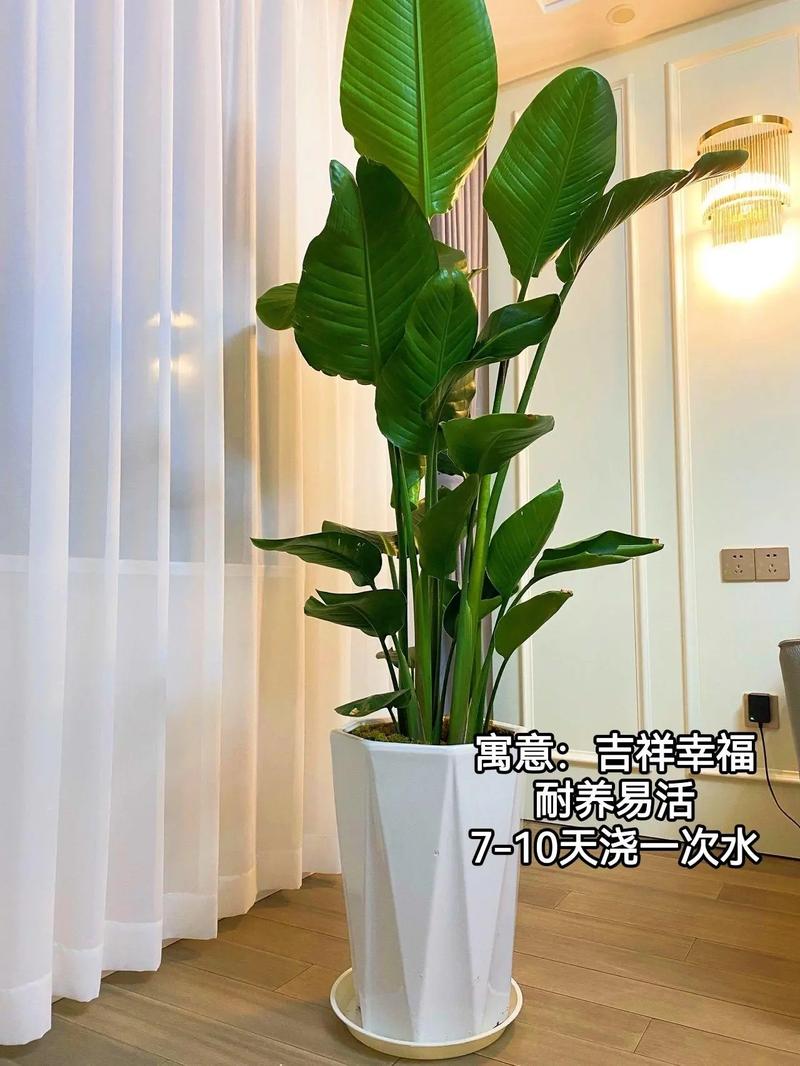 客厅内放什么植物好