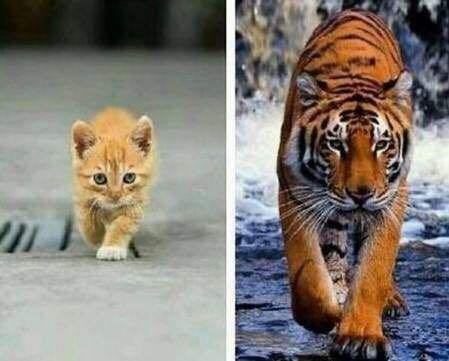 梦见老虎又好像是猫